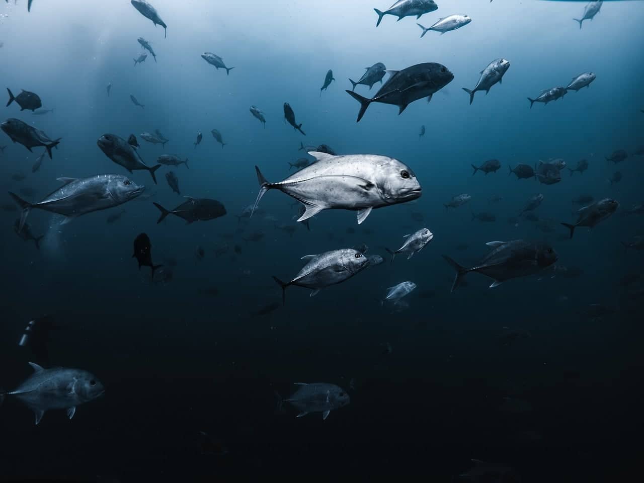 O Que Vive Sob o Atlântico de Cabo Verde Vale a Pena Molhar-se Para Ver Underwater